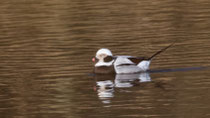 Eisente (Clangula hyemalis), M PK, Versvey VS