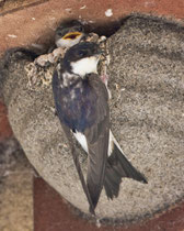 Mehlschwalbe (Delichon urbicum), Villnachern