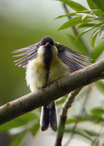 Kohlmeise (Parus major), Jungvogel, Villnachern