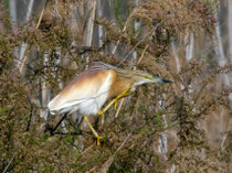 Rallenreiher (Ardeola ralloides), Kalloni, Lesbos GR