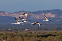 Rosaflamingo (Phoenicopterus ruber), Es Calobrar, Mallorca