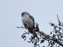 Gleitaar (Elanus cearuleus), Kölliken AG