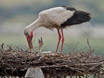 Weissstorch bei der Jungenaufzucht, im Städtchen Trujillo, Spanien