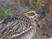 Triel (Burhinus oedicnemus), Fuerteventura, Spanien