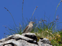 Bergpieper (Anthus spinoletta), Wildhaus 