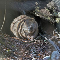 Biber (Castor fiber), Aarau