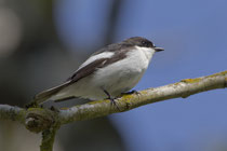 Trauerschnäpper (Ficedula hypoleuca) M, Brugg