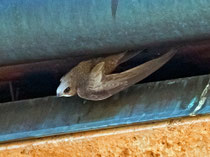 Fahlsegler (Apus pallidus), Brig VS