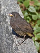 Hausrotschwanz (Phoenicurus ochruros), Jungvogel, Intragna TI