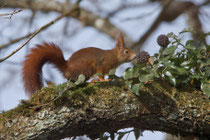 Eichhörnchen (Sciurus vulgaris), Villnachern