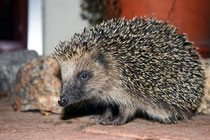 Igel (eigentlich Braunbrustigel = Erinaceus europaeus), Villnachern