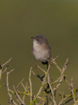 Samtkopfgrasmücke (Sylvia melanocephala), W, Mallorca, Spanien