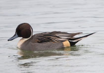Spiessente M (Anas acuta), Klingnauer Stausee