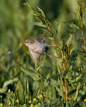 Haussperling (Passer domesticus) W, El Rocio, Spanien