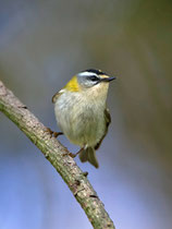 Sommergoldhähnchen (Regulus ignicapilla), Islisberg AG