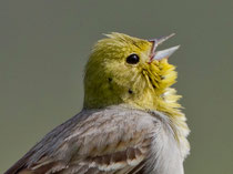 Türkenammer (Emberiza cineracea), Ipsilou, Lesbos