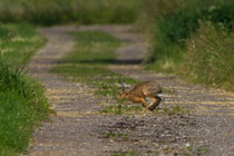 Feldhase (Lepus europaeus), Wauwilermoos LU