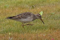 Graubrust-Strandläufer (Calidris melanotos), Neeracherried