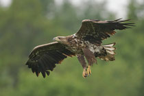 Seeadler (Haliaeetus albicella), Hortobagy, Ungarn