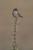 Brillengrasmücke (Sylvia conspicillata), Fuerteventura, Spanien
