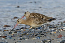 Pfuhlschnepfe (Limosa lapponica), Helgoland D