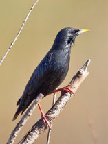 Einfarbstar (Sturnus unicolor), Massa Nationalpark, Marokko