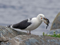 Mantelmöwe (Larus marinus), Hornoya/Varanger, Norwegen