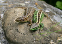 Zauneidechse (Lacerta agilis), Wildegg