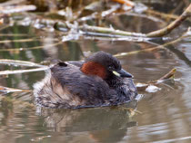 Zwergtaucher im Prachtkleid, Flachsee