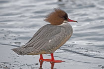 Gänsesäger (Mergus merganser) W, Greifensee