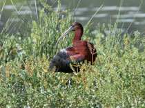 Sichler (Plegadis falcinellus), Klingnauer Stausee