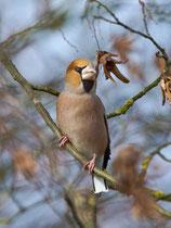 Kernbeisser (Coccothraustes coccothraustes), SK, Klingnauer Stausee