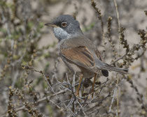 Brillengrasmücke (Sylvia conspicillata), Fuerteventura, Spanien