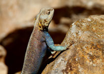 Atlas-Agame (Agama impalearis), Massa, Marokko