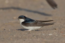 Mehlschwalbe (Delichon urbicum), El Rocio/Donana, Spanien