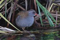 Wasserralle (Rallus aquaticus), Klingnauer Stausee
