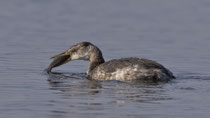 Rothalstaucher (Podiceps grisegena), Schlichtkleid, Baldeggersee