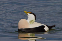 Eiderente (Somateria mollissima), Männchen in Balzstimmung, Rapperswil