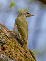 Grauspecht (Picus canus), Bialowieza, Polen