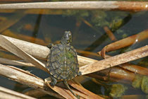 Europäische Sumpfschildkröte (Emys orbiculari), Jungtier, Peloponnes