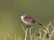 Samtkopfgrasmücke (Sylvia melanocephala), W, Mallorca, Spanien