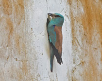 Blauracke (Coracias Garrulus),Castro Verde, Portugal