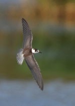 Trauerseeschwalbe JK (Chlidonias niger), Klingnauer Stausee