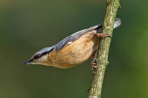 Kleiber (Sitta europaea), Villnachern