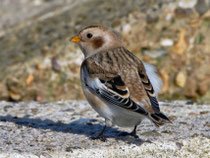 Schneeammer (Plectrophenax nivalis), Helgoland