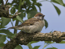 Feldsperling (Passer montanus), Jungvogel, Kölliken AG