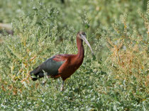 Sichler (Plegadis falcinellus), Klingnauer Stausee