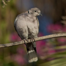 Türkentaube (Streptopelia decaocto), Fuerteventura