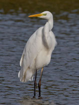 Silberreiher (Casmerodius alba), Klingnauer Stausee