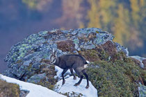 Gämse (Rupicapra rupicapra), Niederhorn (Beatenberg) BE